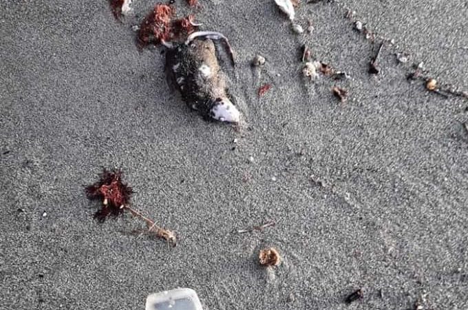 FORIO, SPIAGGIA DELLA CHIAIA L'ARENILE È PIENO DI RIFIUTI TRA CADAVERI DI TOPI, BATTERIE E CICCHE