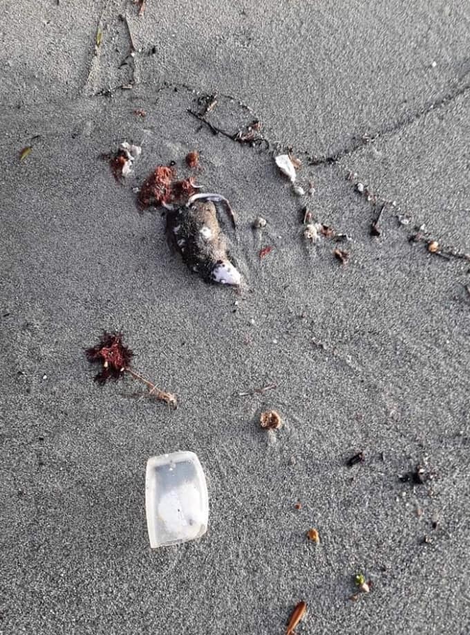 FORIO, SPIAGGIA DELLA CHIAIA L'ARENILE È PIENO DI RIFIUTI TRA CADAVERI DI TOPI, BATTERIE E CICCHE
