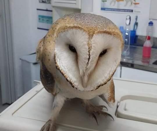 BARBAGIANNI FERITO E SALVATO DA DUE ANGELI, MA POI E’ MORTO IN SERATA