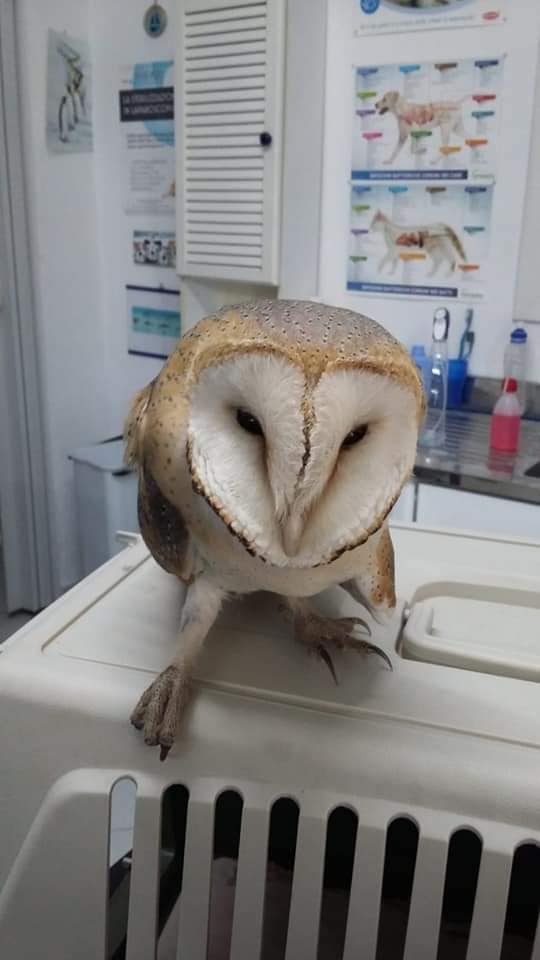 BARBAGIANNI FERITO E SALVATO DA DUE ANGELI, MA POI E’ MORTO IN SERATA