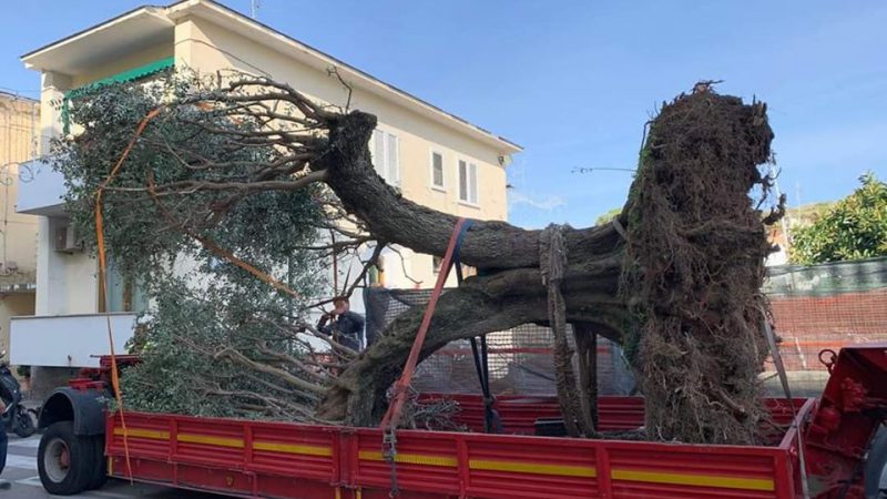FORIO, PIANTATI ALCUNI ULIVI SECOLARI
