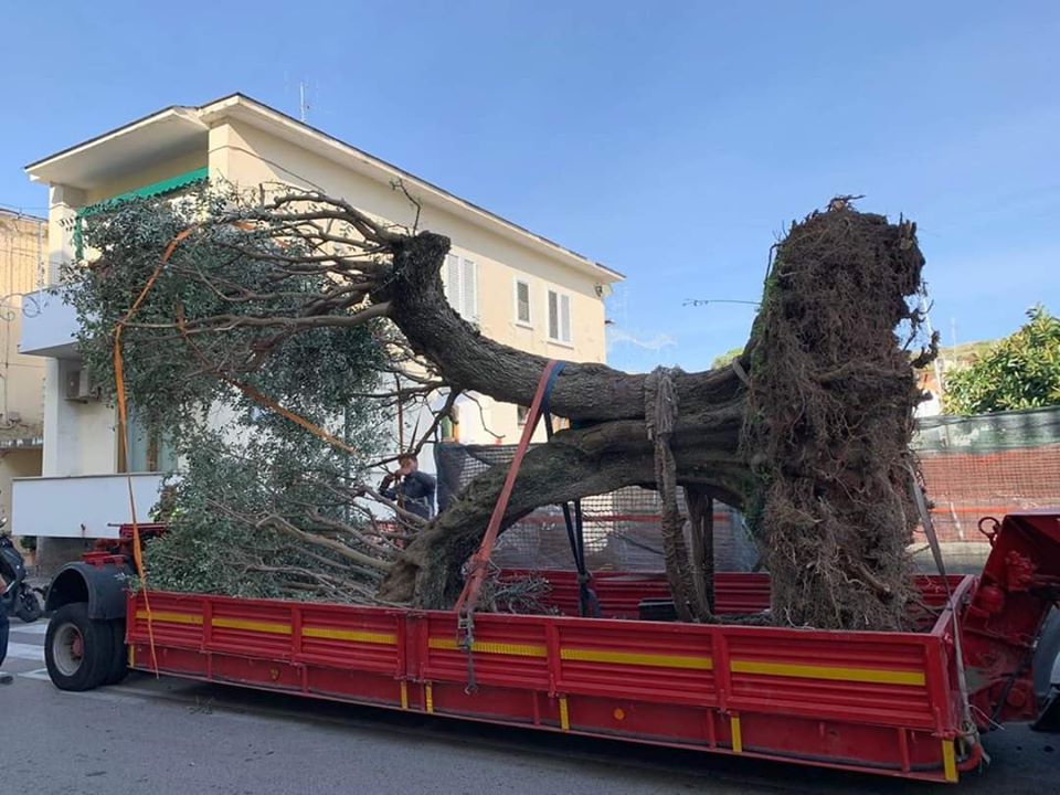 FORIO, PIANTATI ALCUNI ULIVI SECOLARI