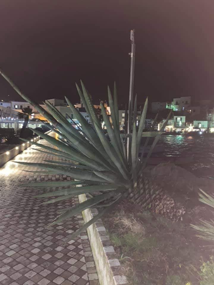 FORIO, IL VENTO DEI GIORNI SCORSI HA ABBATTUTO UNA PIANTA HANNO BUTTATO UN AGAVE CHE SI POTEVA SALVARE
