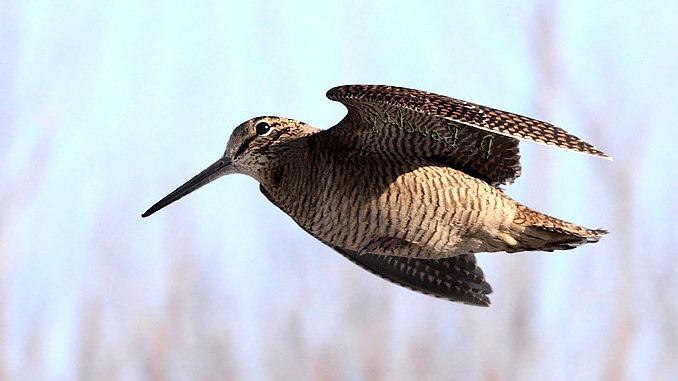 «A POST ARCERA» PRATICA ILLEGALE CHE AD ISCHIA PRENDE SEMPRE PIU’ PIEDE