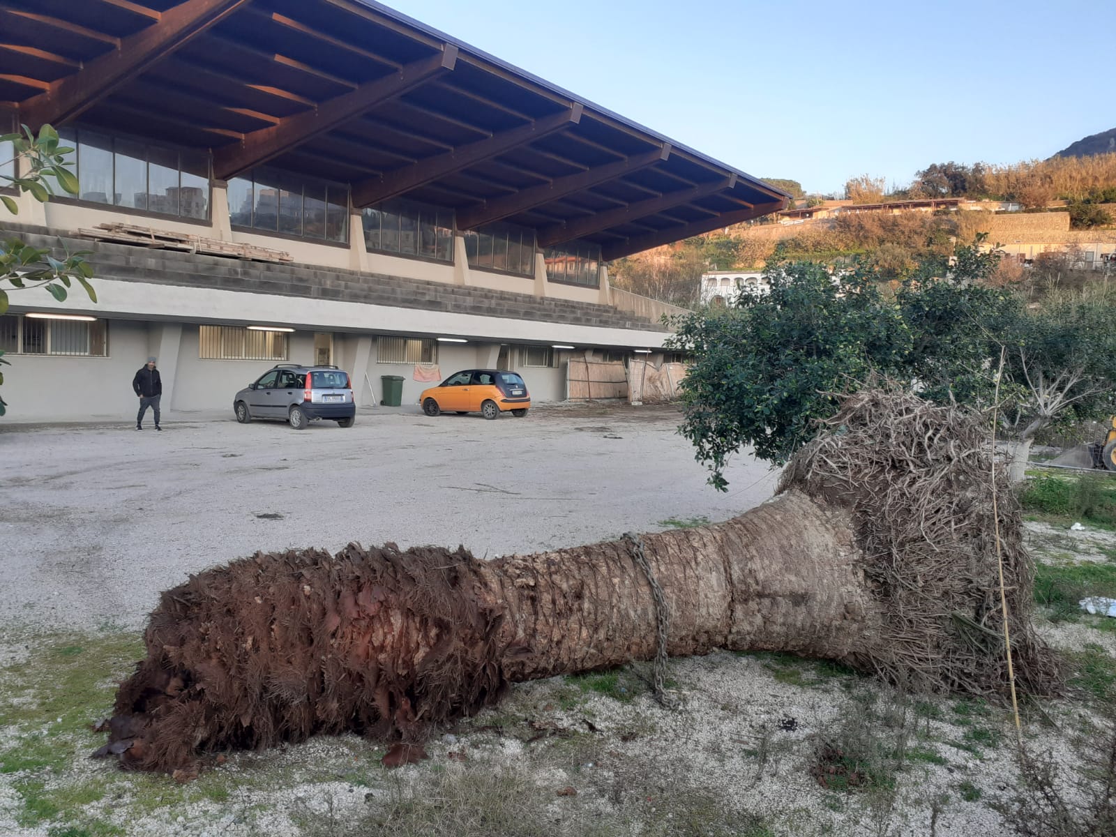 Il palazzetto dello sport di Forio cimitero delle piante