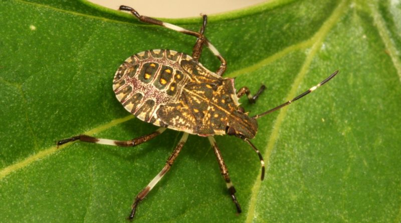 CIMICE KILLER: COLDIRETTI CAMPANIA CHIEDE A REGIONE PIANO PREVENZIONE