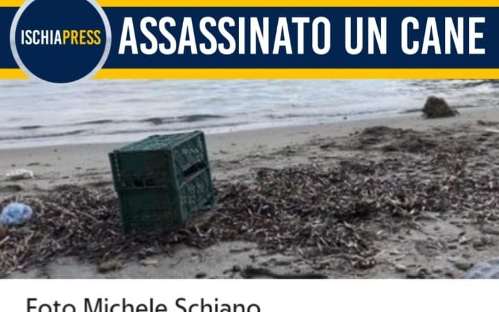 Non c’è limite alla cattiveria umana: cane rinchiuso in una cassetta e buttato in mare