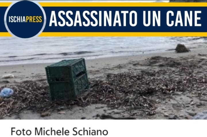 Non c’è limite alla cattiveria umana: cane rinchiuso in una cassetta e buttato in mare