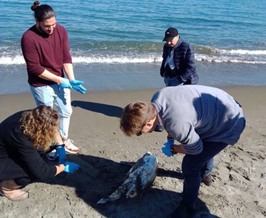Spiaggiata una tartaruga Caretta caretta a Ischia
