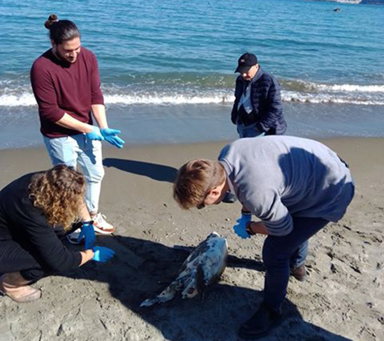 Spiaggiata una tartaruga Caretta caretta a Ischia