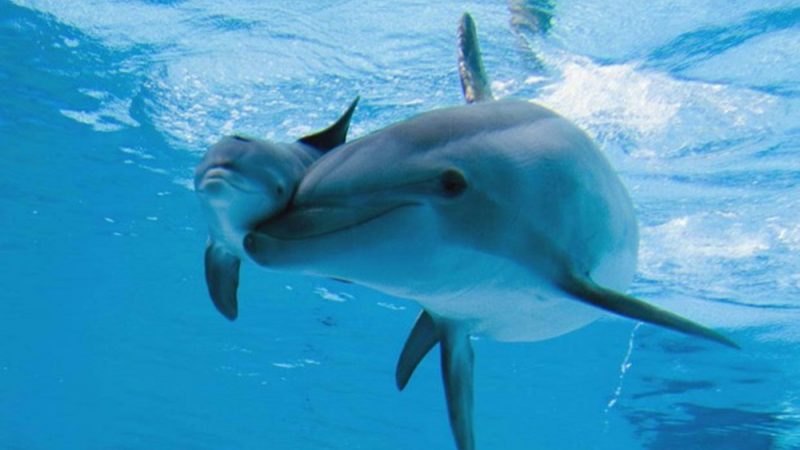 Continuano ad uccidere delfini con armi da fuoco