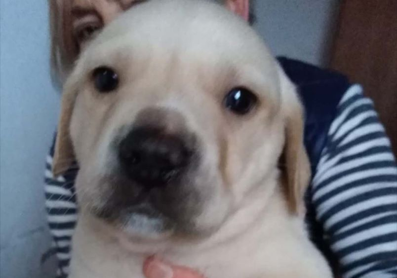 Adorabile cucciolo cerca casa