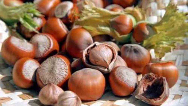 “Non siamo i coloni di nessuno”, il Consorzio della nocciola calabrese dice no a Ferrero