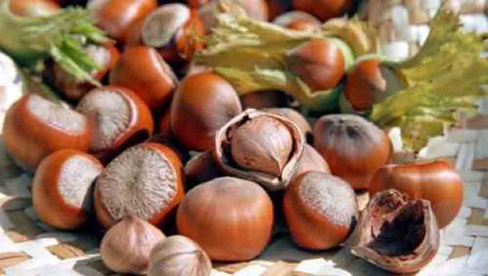 “Non siamo i coloni di nessuno”, il Consorzio della nocciola calabrese dice no a Ferrero