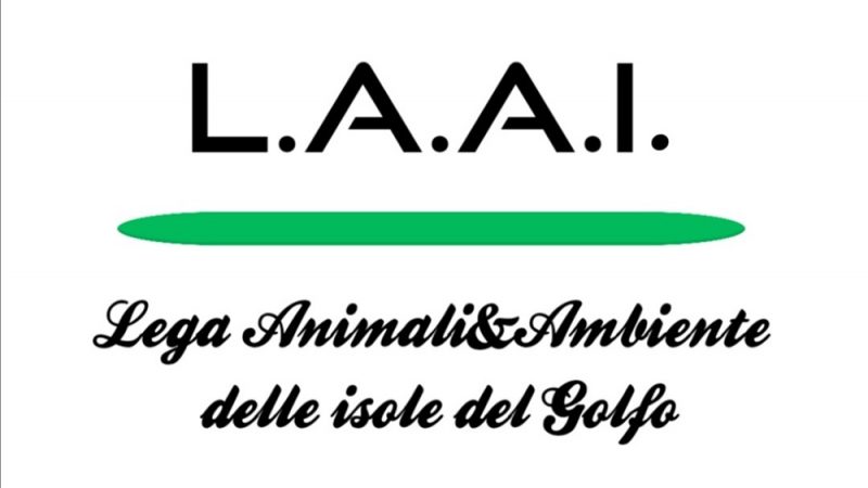 Raccolta fondi LAAI. Anche gli animali hanno il diritto di vivere