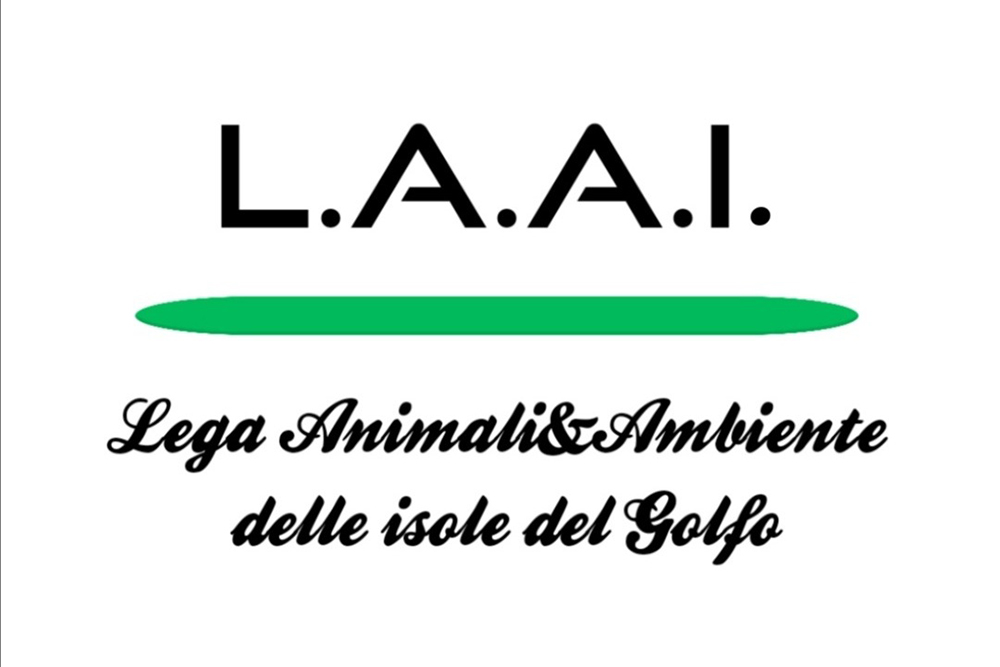 Raccolta fondi LAAI. Anche gli animali hanno il diritto di vivere
