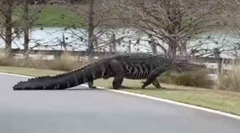 Florida, alligatore vaga indisturbato per strada. Con il lockdown gli animali si riprendono le città