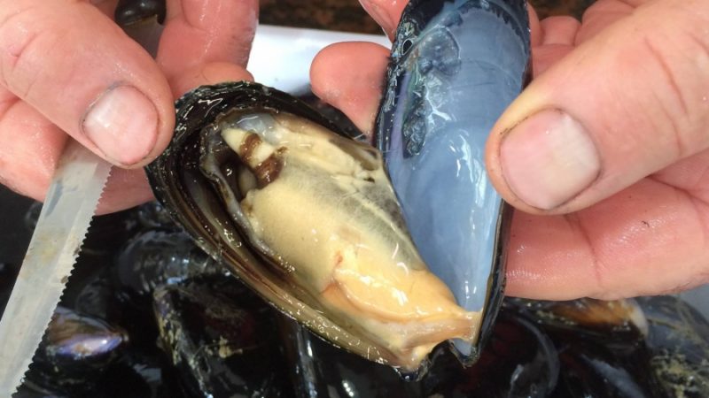 Emergenza sanitaria Covid-19: la proposta del Flag Pesca Flegrea per la mitilicoltura