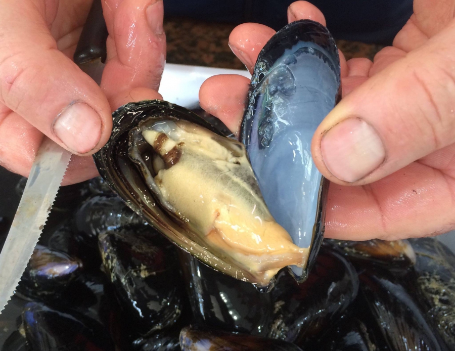Emergenza sanitaria Covid-19: la proposta del Flag Pesca Flegrea per la mitilicoltura
