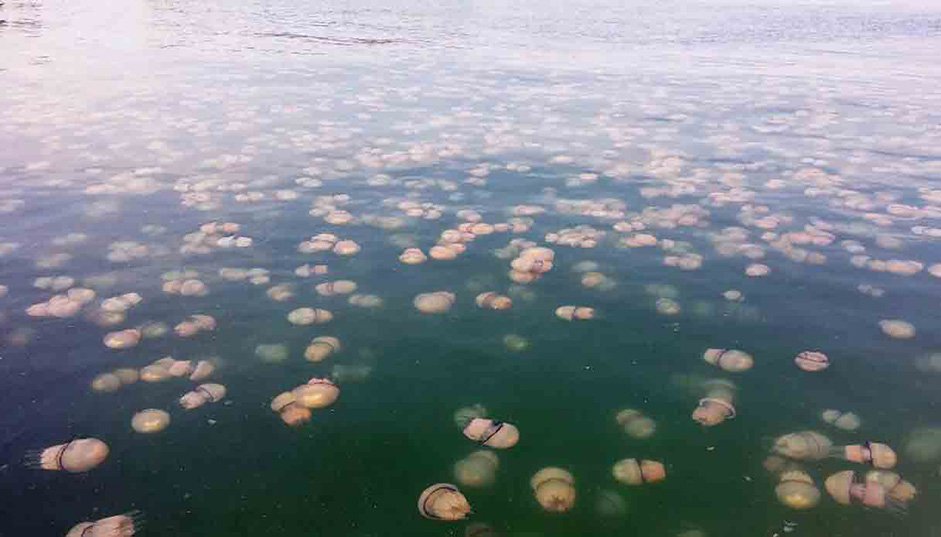 Migliaia di meduse rosa riconquistano la spiaggia deserta a causa del coronavirus