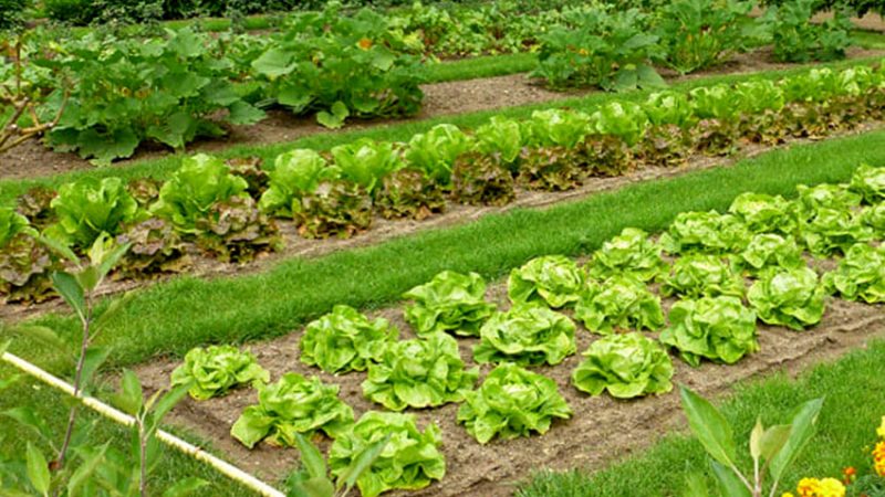 Il Ministro Bellanova: “Sì alla manutenzione di orti e terreni privati anche in altro comune”