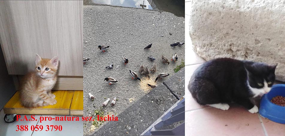Il P.A.S. pro-natura Ischia, sempre in campo per aiutare e sfamare gli animali indifesi