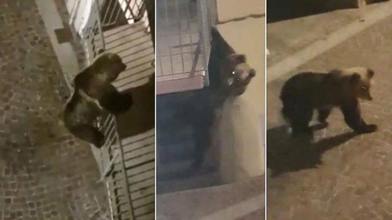 In Trentino la natura avanza. A Calliano un orso si arrampica su dei balconi (video)