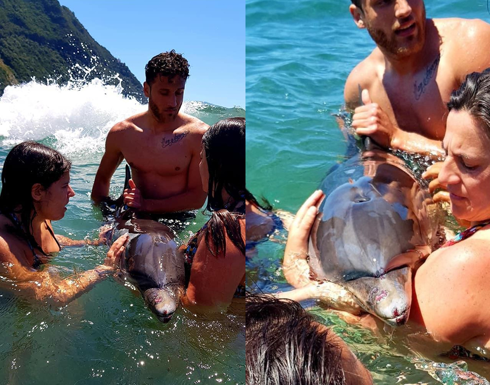 Delfino si avvicina alla spiaggia, nuota tra i bagnanti e poi muore (video)