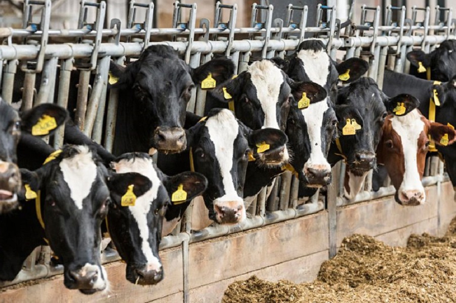 A quale normalità è necessario tornare? I legami tra globalizzazione e Covid-19