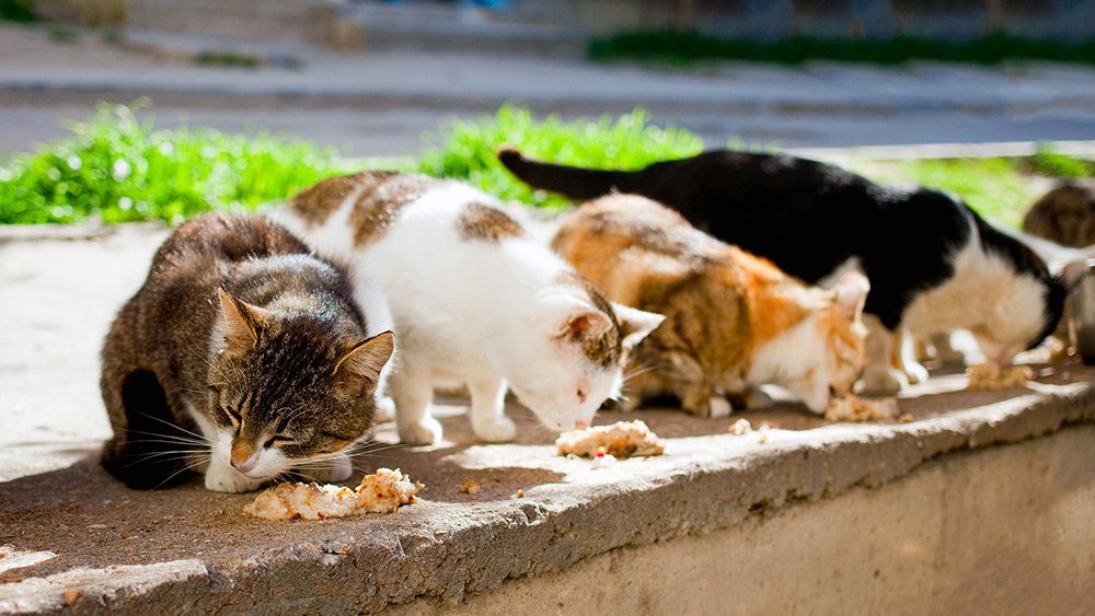 Procida parte la campagna di sterilizzazione dei gatti randagi