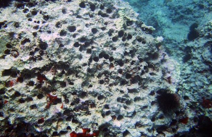 Il comune di Capri si è costituito parte civile contro i “Datterari”