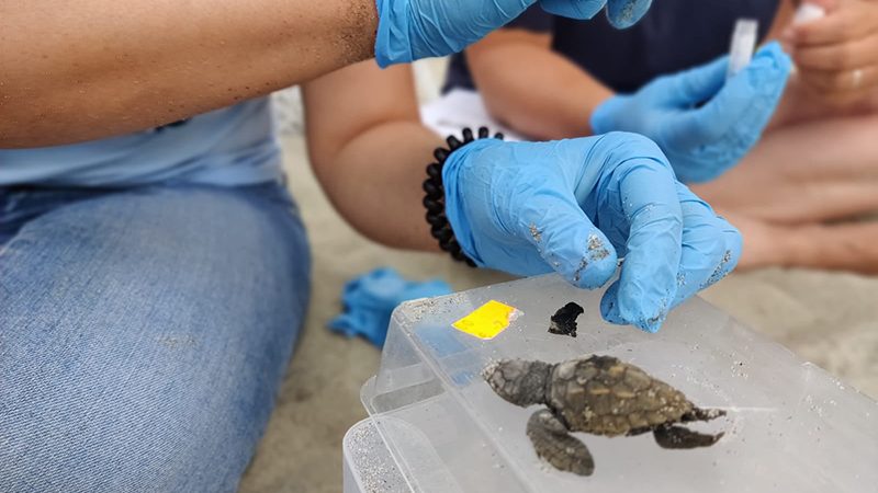 Forio, venticinque le tartarughe che hanno preso il mare