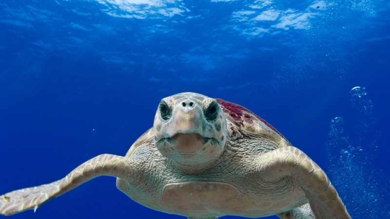 La mattanza delle tartarughe marine in Campania. Sono 600 solo quest’anno