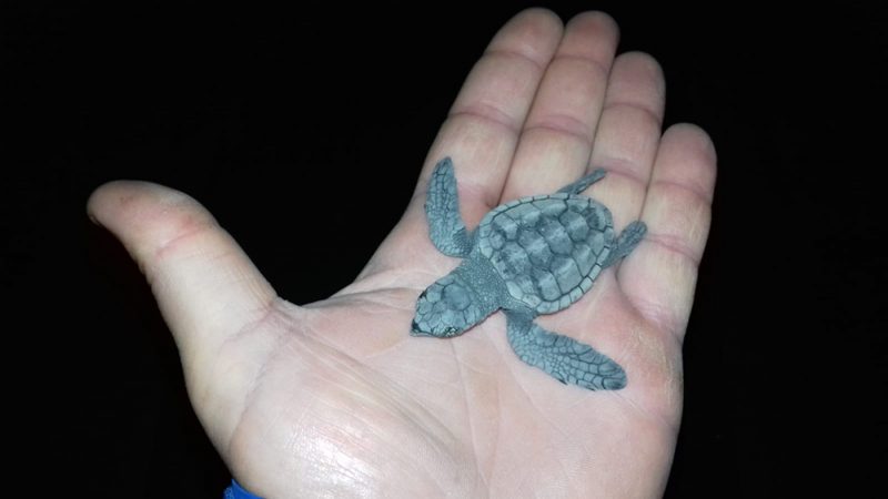 Una storia di quelle belle, venticinque tartarughe nascono nella spiaggia più frequentata dell’isola d’Ischia