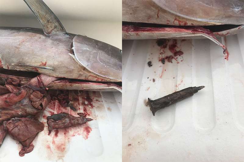 Ischia, trovata siringa ospedaliera nello stomaco di un tonno Alalonga