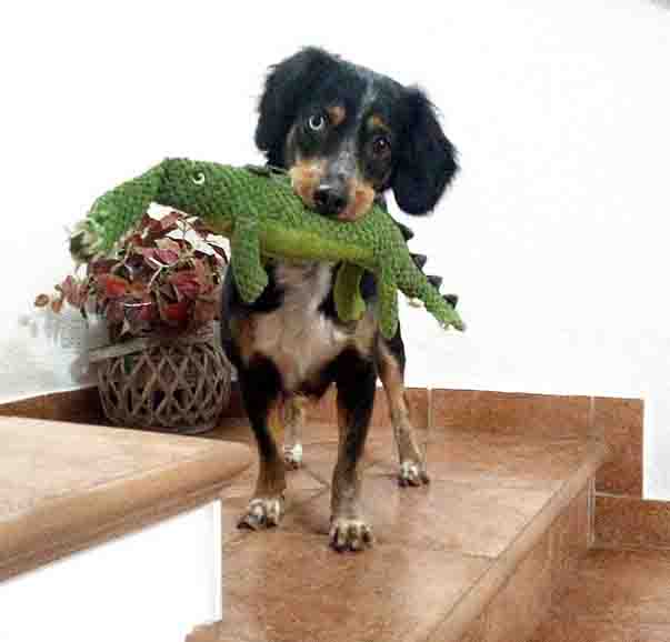 Tutela giuridica degli animali: una strada ancora lunga