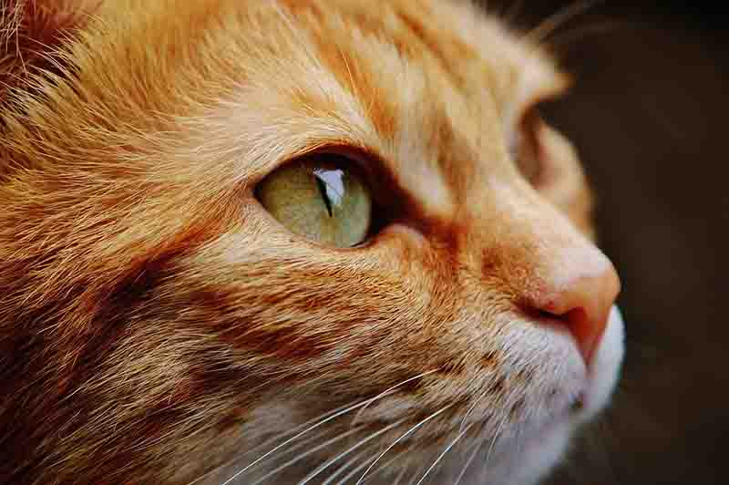 Continua la strage di gatti domestici a Forio. Avvelenate due gatte, che purtroppo sono morte