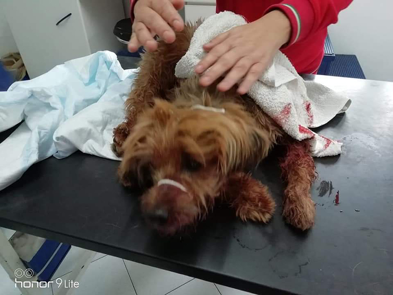 Appello alla sensibilità di chi ama gli animali