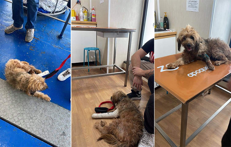 Il cane aggredito pronto per essere operato, c’è bisogno di aiuti economici