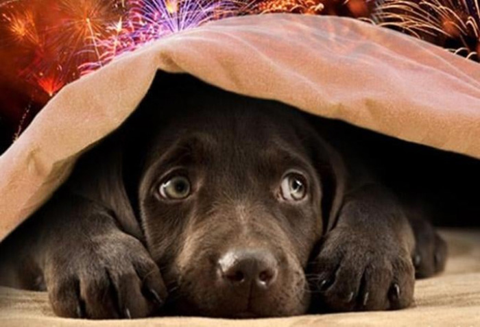 Botti di Capodanno, meglio evitarli. Ecco perché