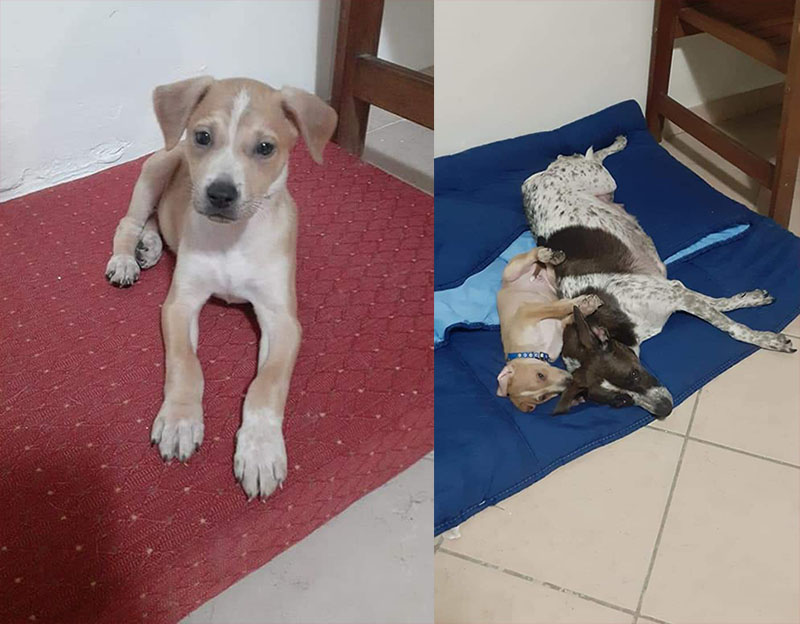 Cucciolo di due mesi cerca casa