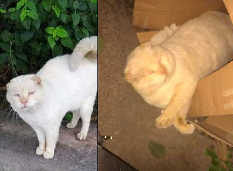 Gatto scomparso a Forio