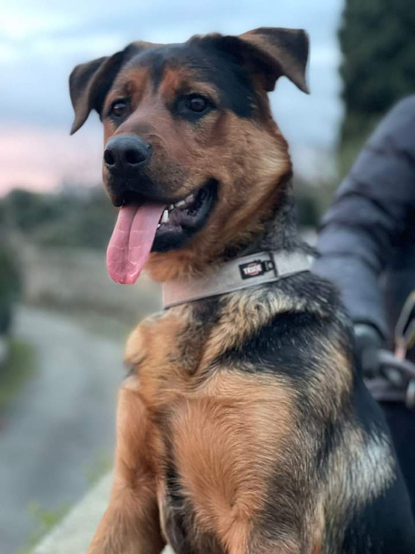 Cucciola di Pastore cerca casa