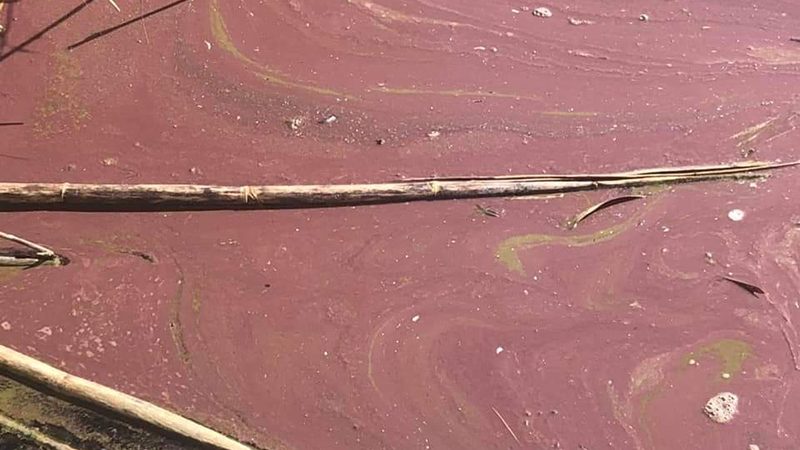 Il lago d’Averno si colora di rosso