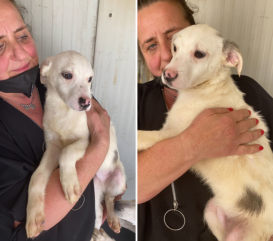 Cinque cuccioli cercano casa (video)