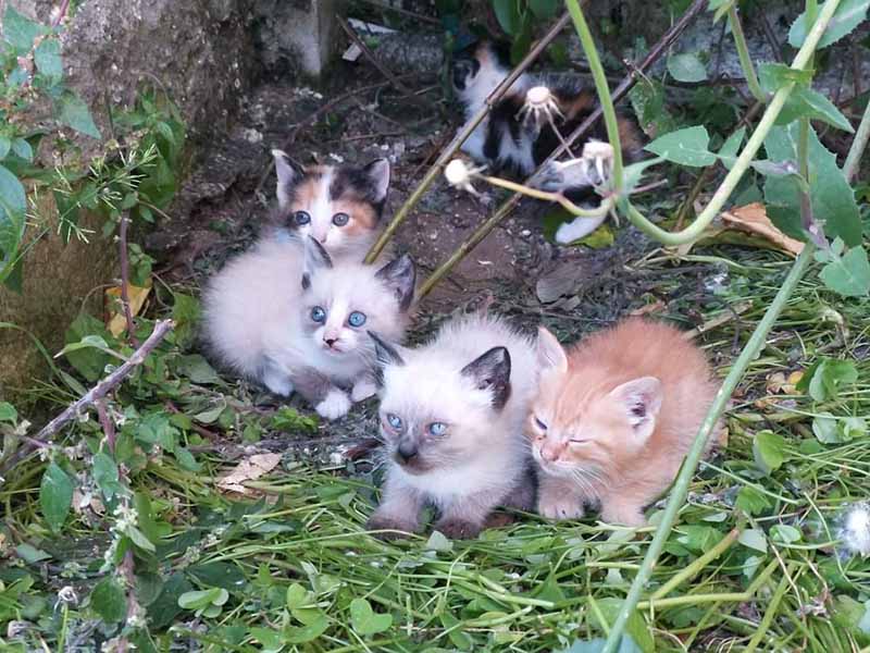 Questi bellissimi cuccioli cercano una famiglia
