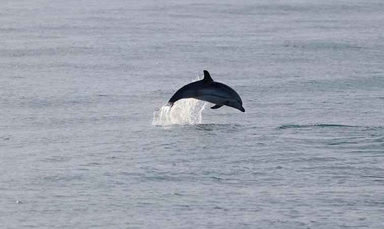 Il mare di Forio regala incontri inaspettati. Stenelle si avvicinano alla costa (video)