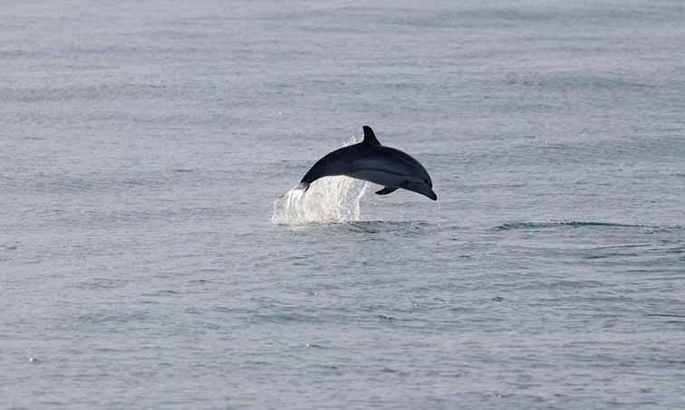 Il mare di Forio regala incontri inaspettati. Stenelle si avvicinano alla costa (video)