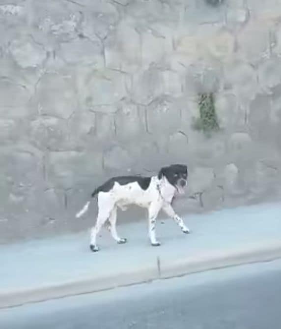 Si cerca un cane che è stato investito a Forio (video)