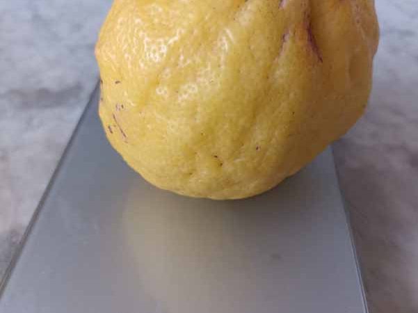 Ischia, raccolto limone di 620 grammi